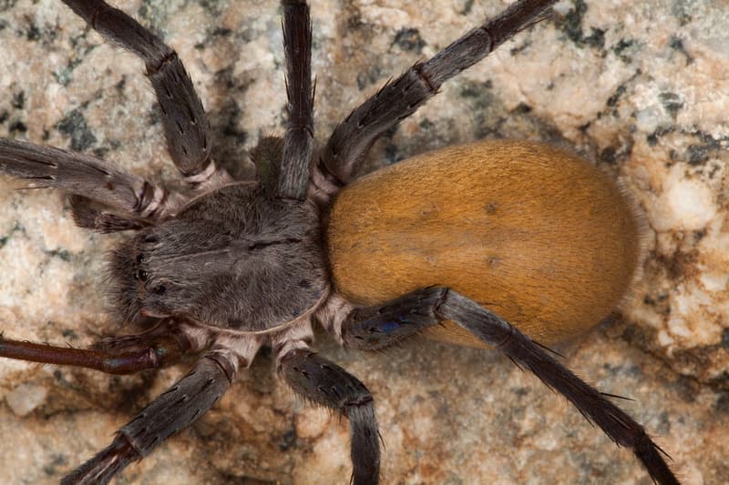 Új nagyméretű pókfajt fedeztek fel Mexikóban