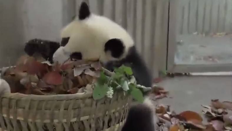 Visszaszállítják Kínába a bécsi állatkertben elpusztult pandát