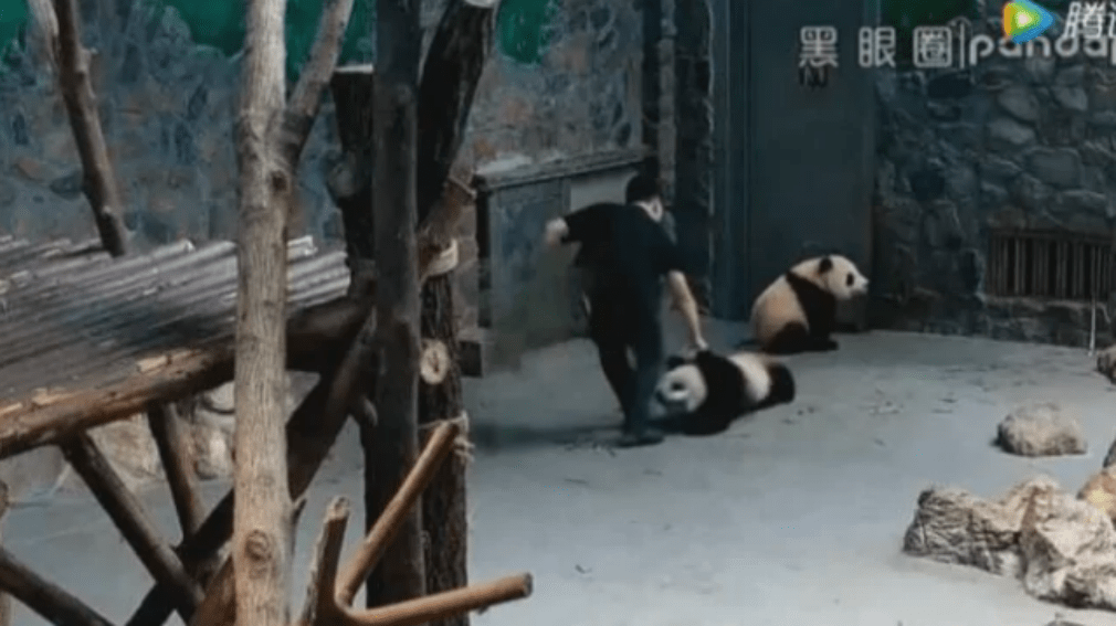 Pandabocsokat bántalmazott durván egy állatkerti gondozó (videó)