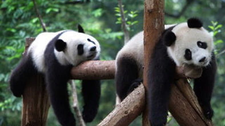 A pandák továbbra sincsenek biztonságban élőhelyük csökkenése miatt