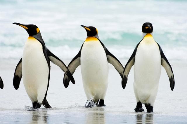 Véresre verték egymást a pingvinek egy "nő" miatt