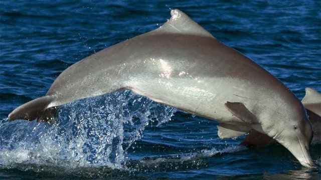 Kihalás szélén az ausztráliai púposdelfin