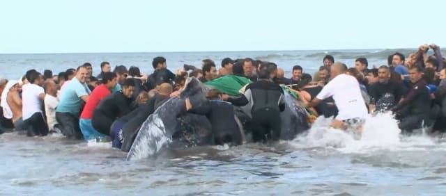 Nem sikerült megmenteni egy partra vetődött 6 tonnás bálnát