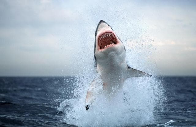 A Földközi-tenger cápa- és rájafajainak felét a kihalás veszélye fenyegeti