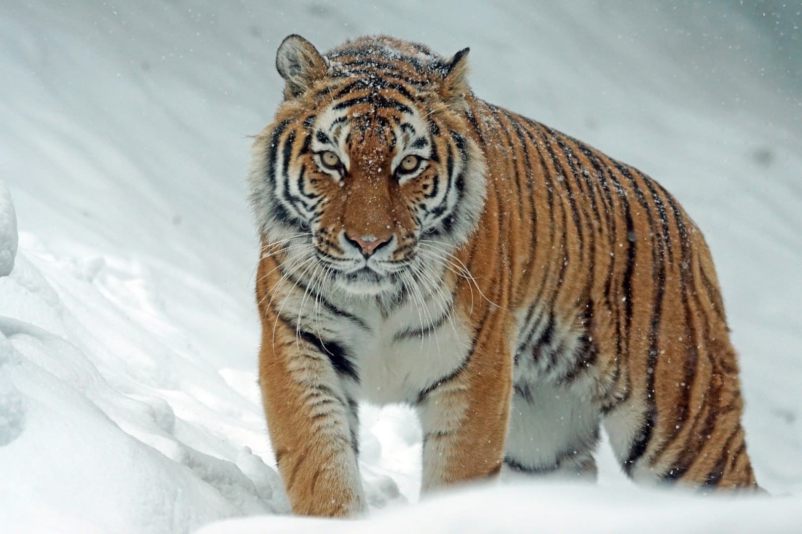 Veszélyeztetett szibériai tigriskölyköt mentettek meg a fagyhaláltól