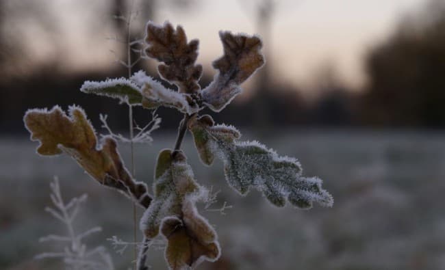 Talaj menti fagyra figyelmeztetnek a meteorológusok, a hőmérséklet helyenként elérheti a -7 Celsius-fokot