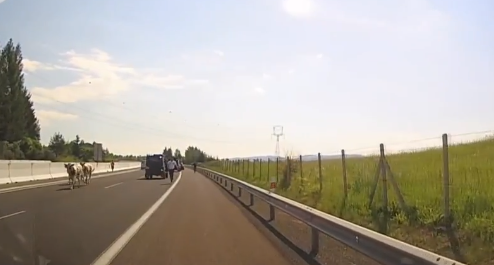 Teheneket kergettek a rendőrök az autópályán, menetiránnyal szembe (videó)