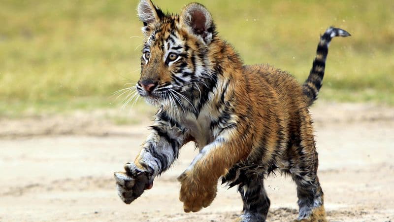 Több a vadon élő tigris az eddig véltnél - veszélybe kerültek a királylepkék és a tokhalak