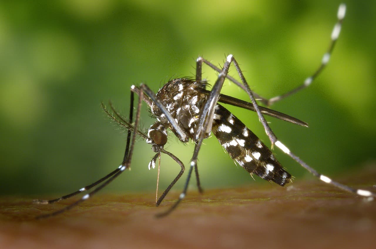 Valószínűleg nem terjesztik a Szlovákiában megjelent tigrisszúnyogok a dengue- vagy a zika-vírust