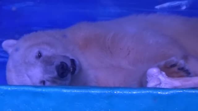 Kiszabadult egy kis időre a világ legszomorúbb jegesmedvéje
