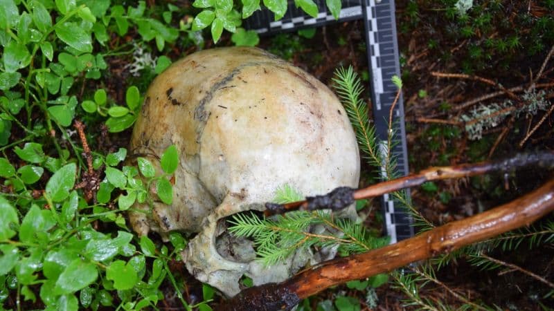 Rejtélyes halál: emberi koponyára bukkantak az erdőben (FOTÓK)