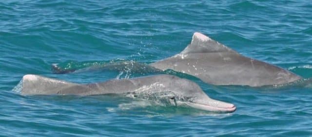 Így csábítják el a nőstényeket a púposhátú delfinek