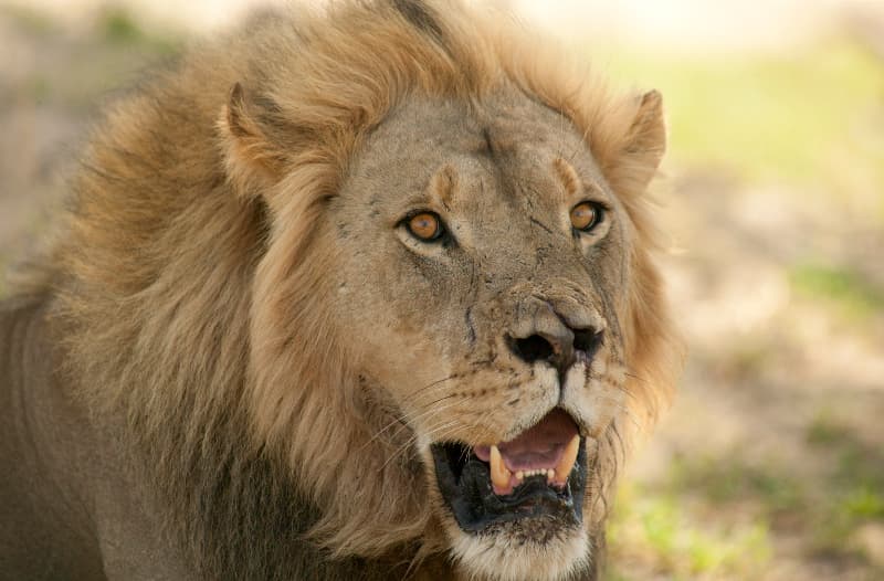 Lelőtték a pár éve botrányosan körülmények közt legyilkolt oroszlán kölykét