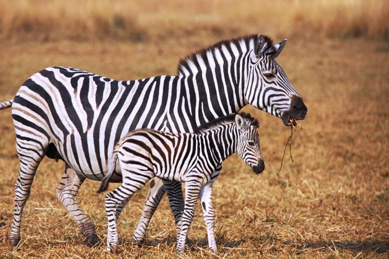 Rejtély megoldva: ezért csíkosak a zebrák!