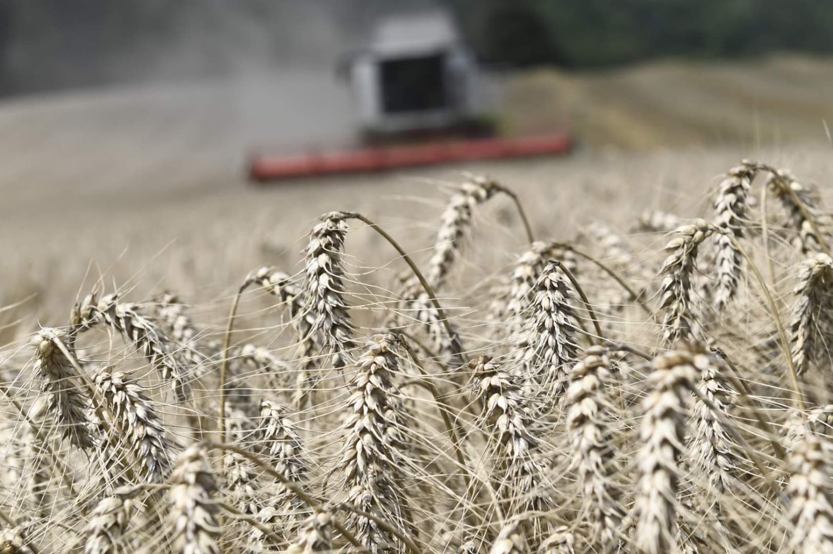 Lengyelország ideiglenesen betiltja az ukrán gabonaimportot
