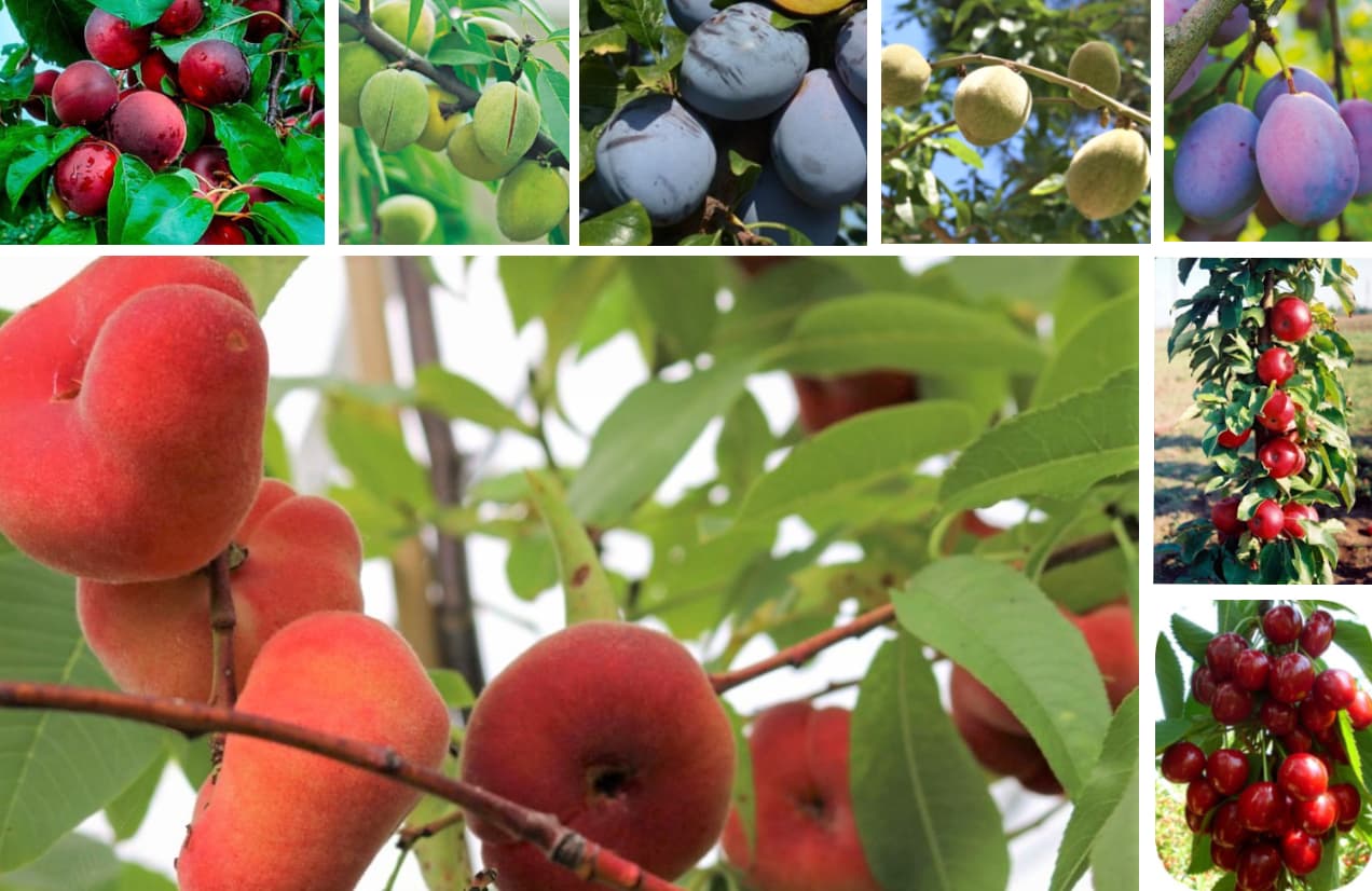 Kertészkedünk: Érdekességek a gyümölcsök világából II.