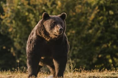 Lelőtt, majd feldarabolt egy barnamedvét a 33 éves nő