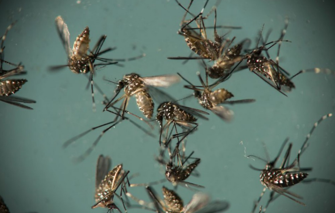 A Csallóközben is megtelepedhetett már a rettegett ázsiai tigrisszúnyog? – a Szlovák Tudományos Akadémia szakértőjét kérdeztük
