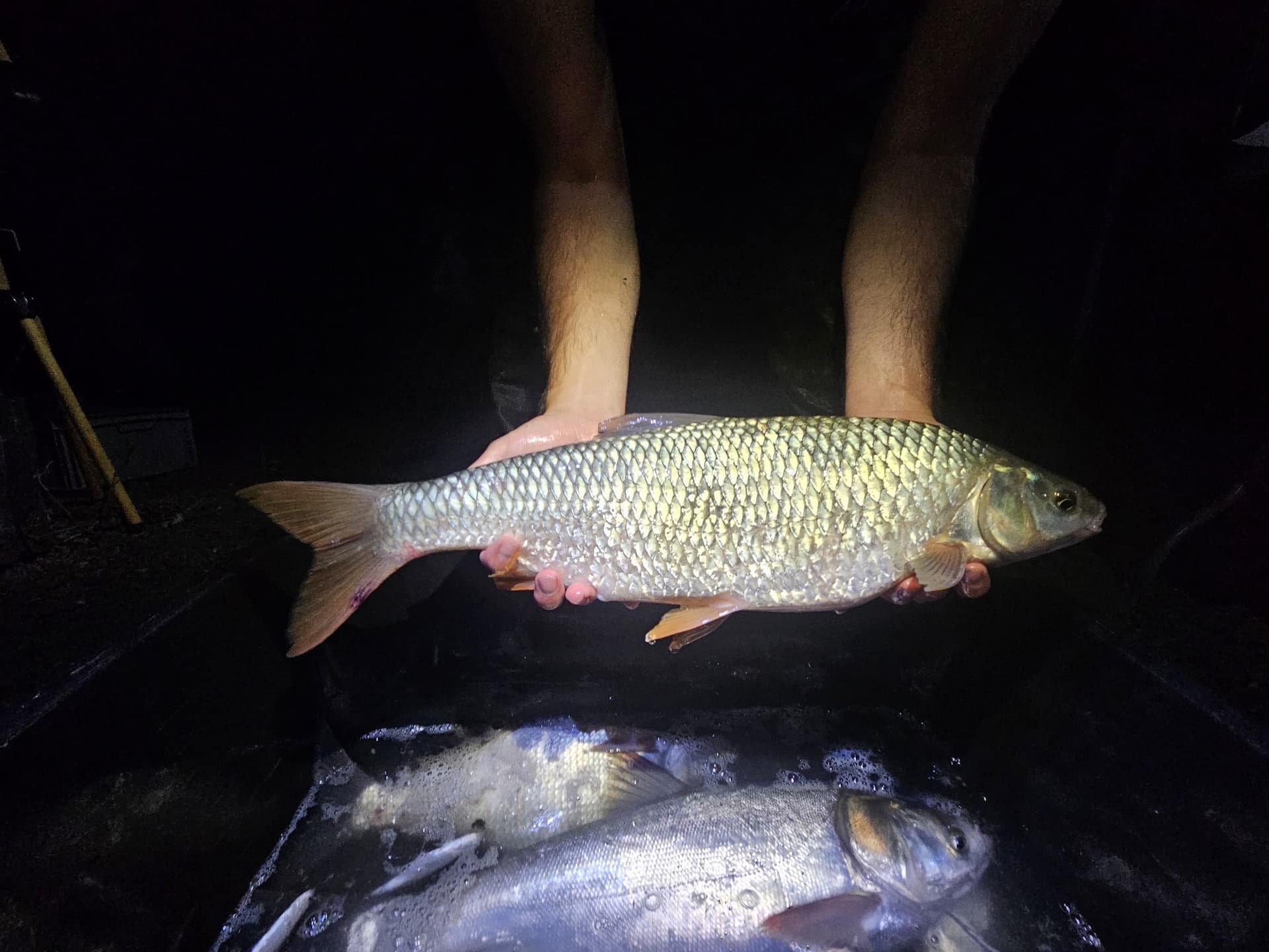 Súlyos változások történtek a dunai halállományban, és ha nem lépnek időben, még nagyobb lehet a baj (FOTÓK)