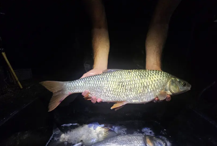 V populácii rýb v Dunaji došlo k vážnym zmenám, a ak sa nezasiahne včas, problém sa môže ešte viac prehĺbiť