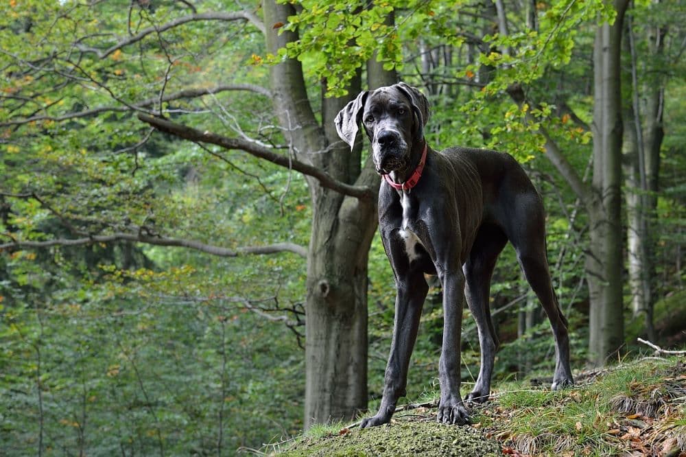 Ramses, a 90 kilós német dog arra vár, hogy elismerjék azt, hogy ő a világ legmagasabb kutyája (FOTÓ)