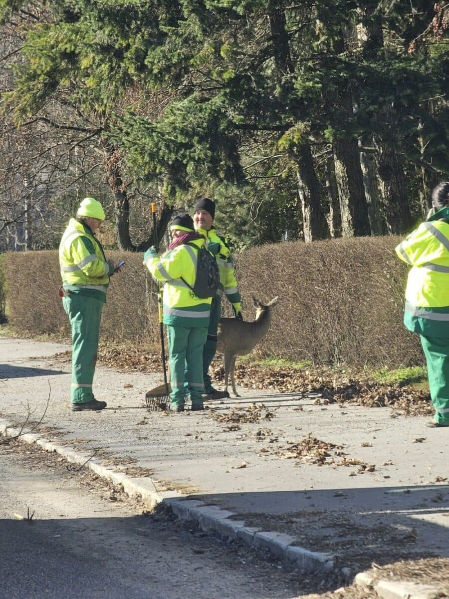 CUKI: Az őzike a forgalmas út szélén állva engedte, hogy az emberek megsimogassák (VIDEÓ)