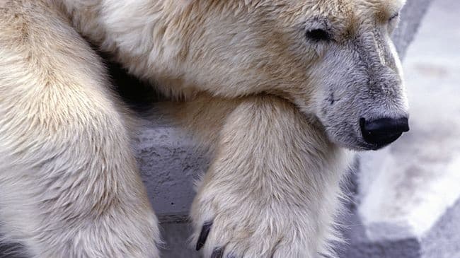 Világszerte felháborodást váltott ki az emberre támadó jegesmedve lelövése