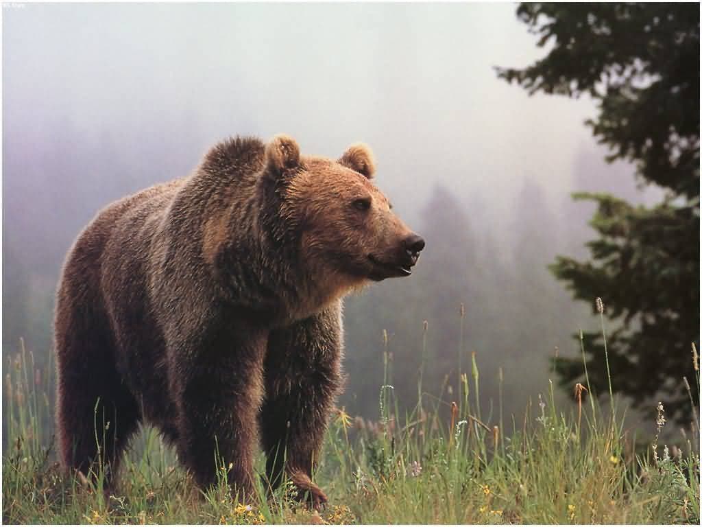 Medvék nászát zavarta meg a pórul járt futó