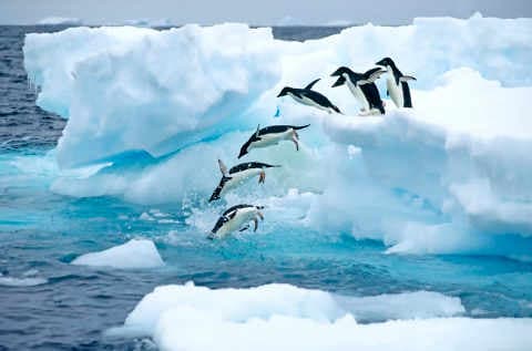 Az eddig véltnél 6 ezer évvel korábban éltek pingvinek az Antarktisz ezen részén