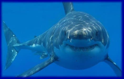 DRÁMA: A turisták szeme láttára kapta el a fókát a cápa (videó)