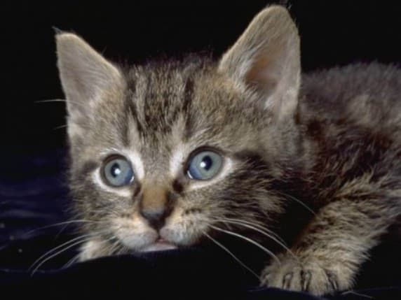 A macskák és gazdijuk közötti kommunikációt vizsgálták magyar kutatók