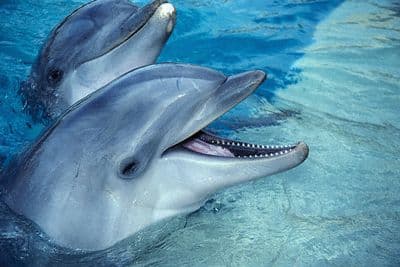 Argentína déli partjainál 49 partra vetődött delfin pusztult el