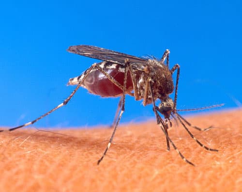 Már több mint 140 ember halt bele a dengue-lázba Hondurasban