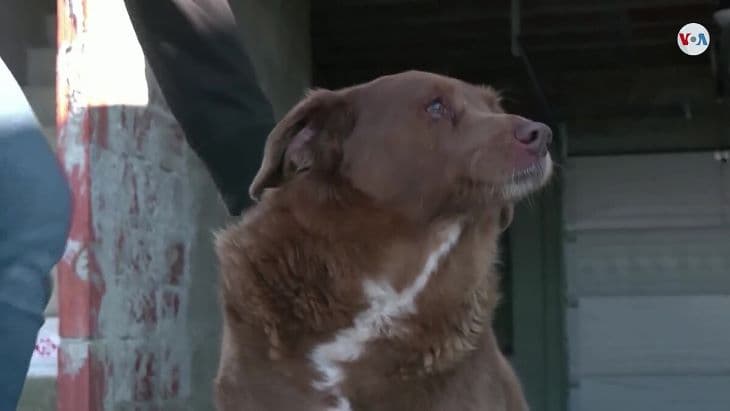 Veszélyben a valaha élt legidősebb kutya Guinness-rekordja - kétségek támadtak (VIDEÓ)