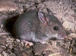 Már 15 ezer éve együtt éltek egerek és emberek