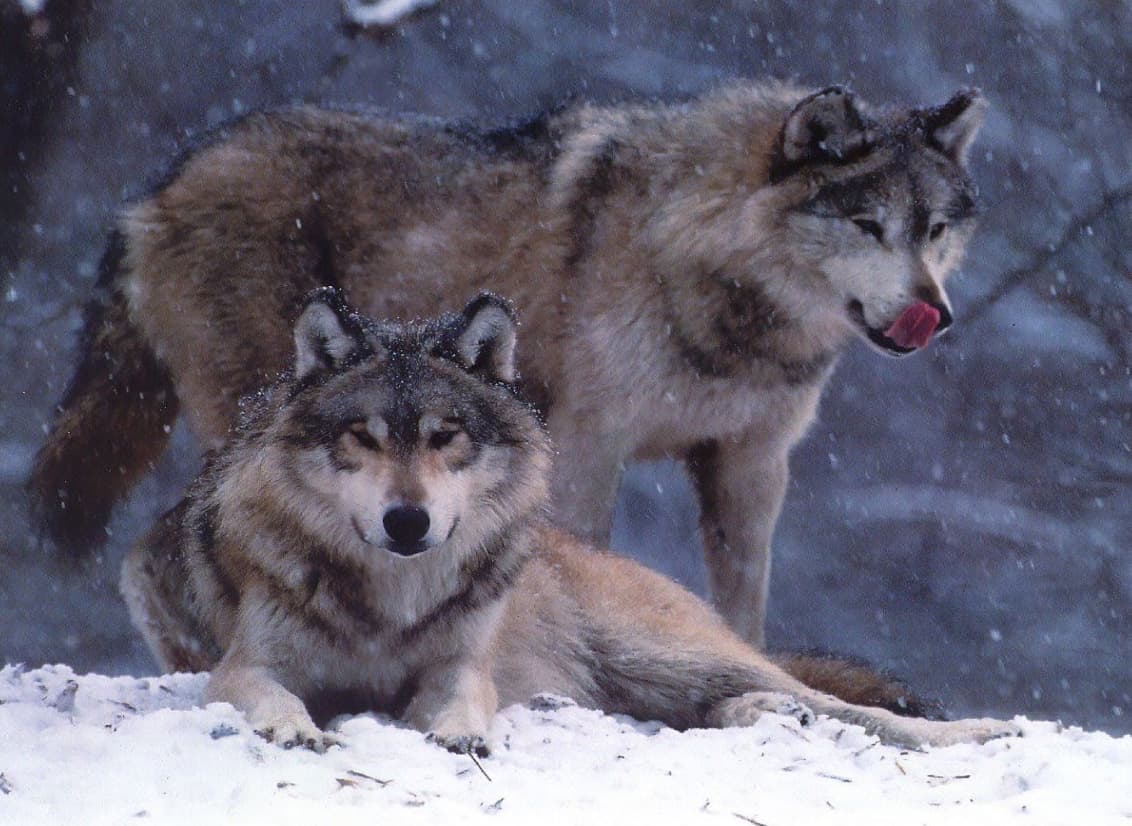 A farkas is képes személyes kapcsolatot kialakítani az emberrel