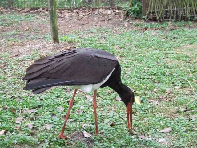 Magyar fekete gólyát láttak Skóciában