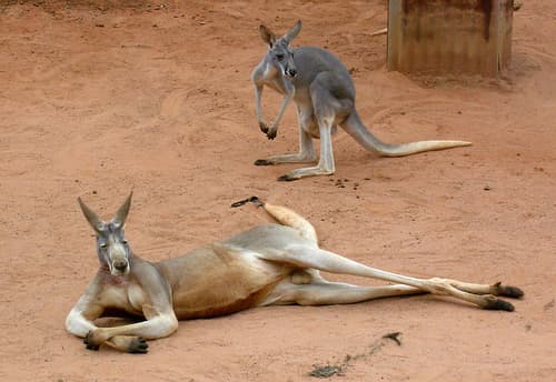 A mai kenguruk hárommillió évvel ezelőtt egy gyors evolúciós ugrással fejlődtek ki