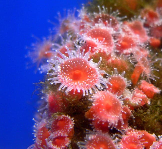 Óriás korallzátonyra bukkantak