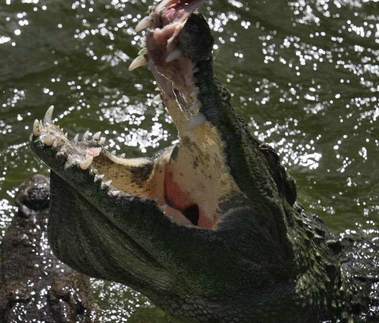 Előkerült a tíz éve keresett óriási krokodil