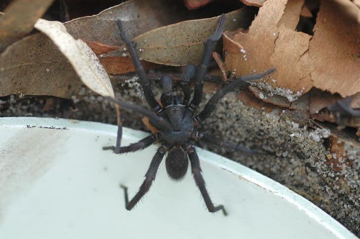 A világ leghalálosabb pókjának rekordméretű példányát találták meg Ausztráliában (FOTÓ)