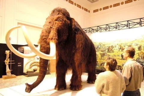 A világ legrégebbi DNS-ét vonták ki szibériai mamutokból