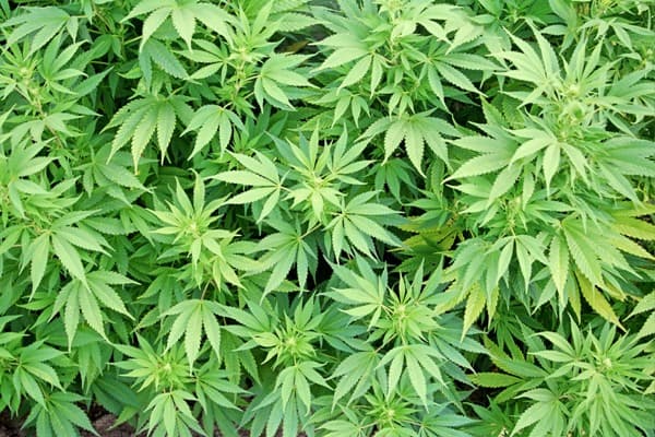 Négy tonna marihuánát foglaltak le Görögországban, a drog Szlovákiába tartott