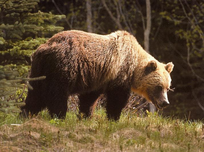 Prédának nézte a medve a vadászt, centiken múlott az élete