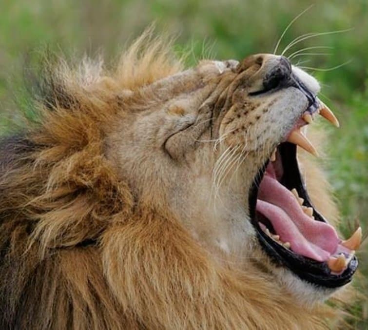 Rátámadt az oroszlán a férfira – majdnem tragédia lett a vége (VIDEÓ)