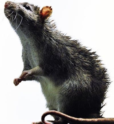 A városi patkányok étrendje sokkal változatosabb, mint vidéki társaiké