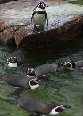Ritka fehér pingvint fedeztek fel a Galápagos-szigeteken
