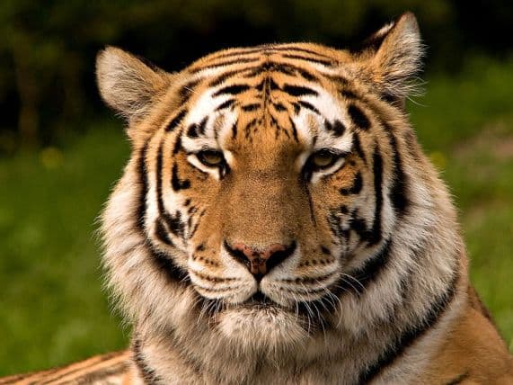 Oroszországban újra és újra előfordul, hogy a szibériai tigris emberre támad, majd az állatot lelövik