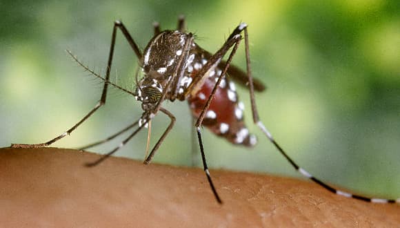 Nem érte el célját az ENSZ malária elleni programja