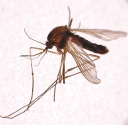 Chikungunya-láztól betegedtek meg turisták Spanyolországban